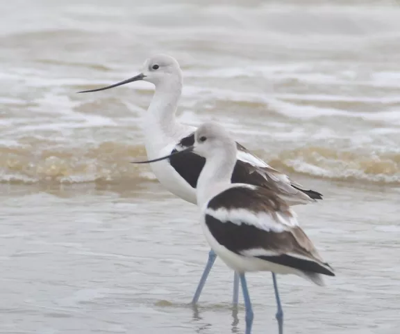 American Avocet