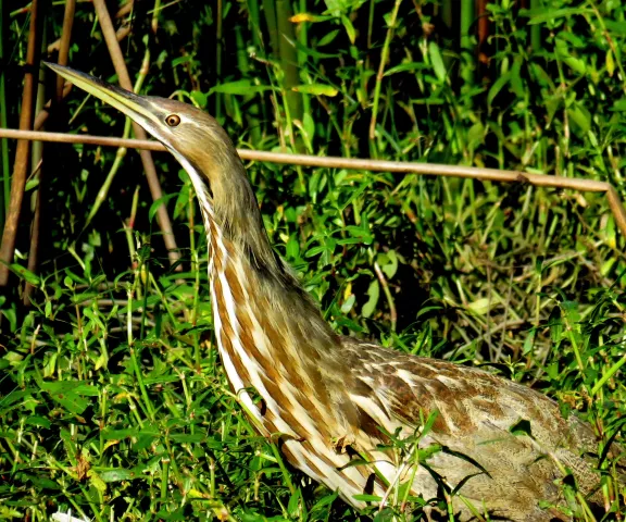 American Bittern - Photo by Vicki Sensat