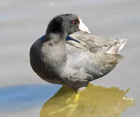 American Coot - Photo by Van Remsen