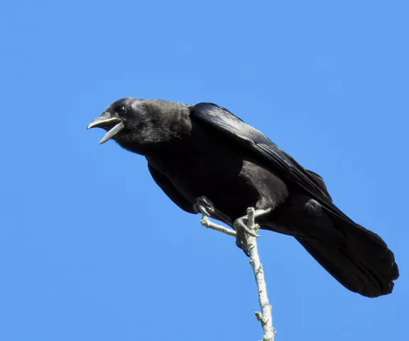 American Crow - Photo by Van Remsen