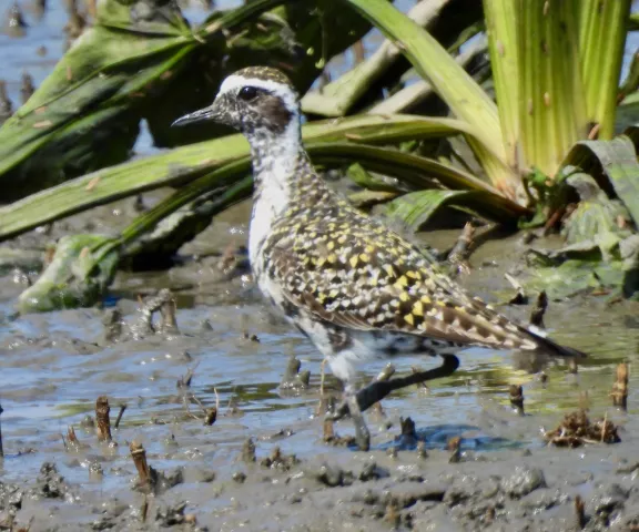 American Golden-Plover - Photo by Van Remsen