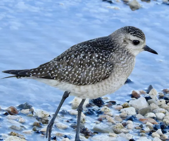 American Golden-Plover - Photo by Van Remsen