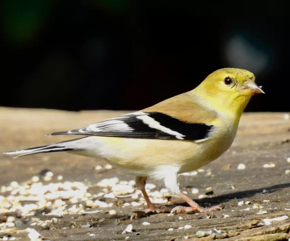 American Goldfinch - Photo by Van Remsen