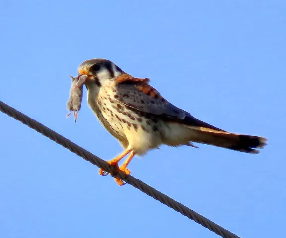 American Kestrel (female) - Photo by Vicki Sensat