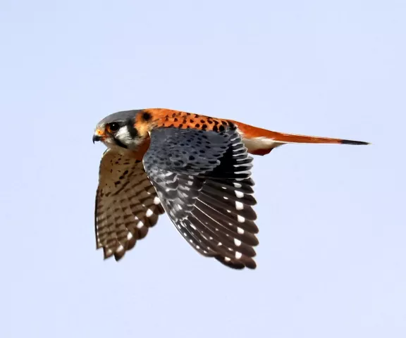 American Kestrel (male) - Photo by Vicki Sensat