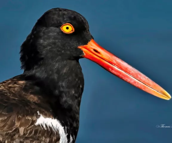 American Oystercatcher - Photo by Tom Finnie