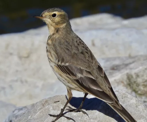 American Pipit - Photo by Van Remsen