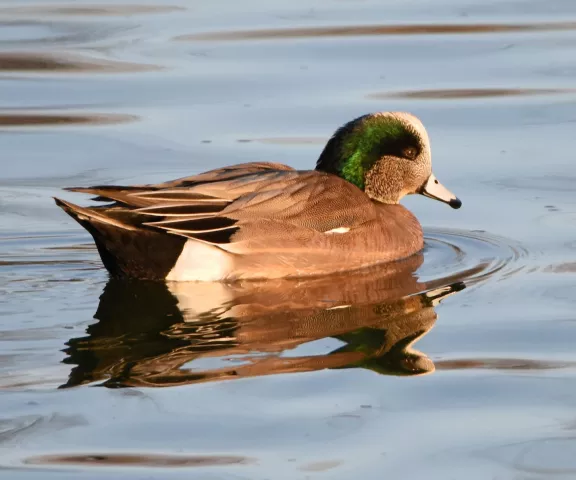 American Wigeon - Photo by Erik Johnson