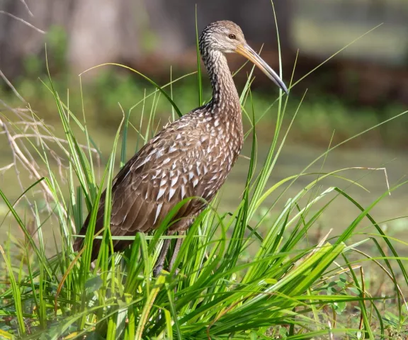 Limpkin - Photo by Ricky Aizen