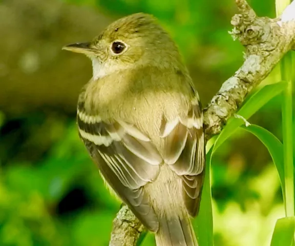 Acadian Flycatcher - Photo by Van Remsen