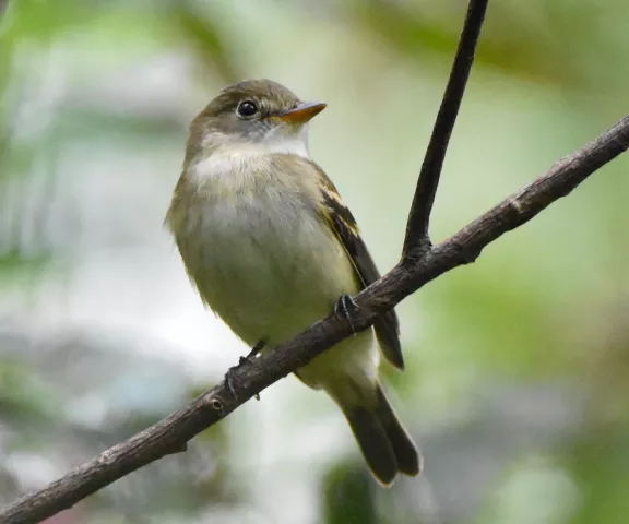 Alder Willow Flycatcher (Trail's Flycatcher) - Photo by Erik Johnson