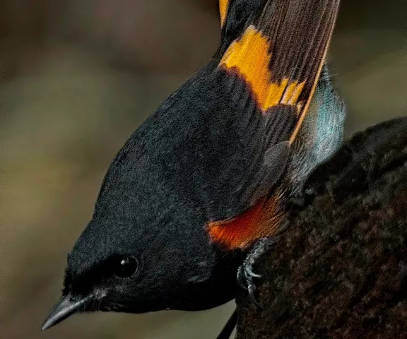 American Redstart - Photo by Tom Finnie