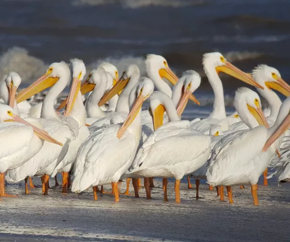 American White Pelican - Photo by Erik Johnson