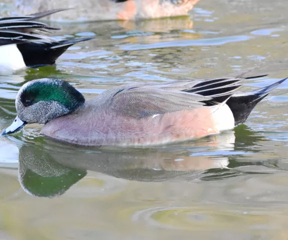 American Wigeon - Photo by Erik Jonson