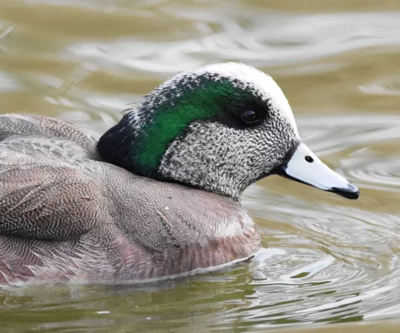 American Wigeon - Photo by Erik Jonson