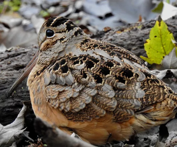 American Woodcock - Photo by Van Remsen