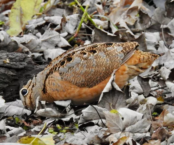 American Woodcock - Photo by Van Remsen