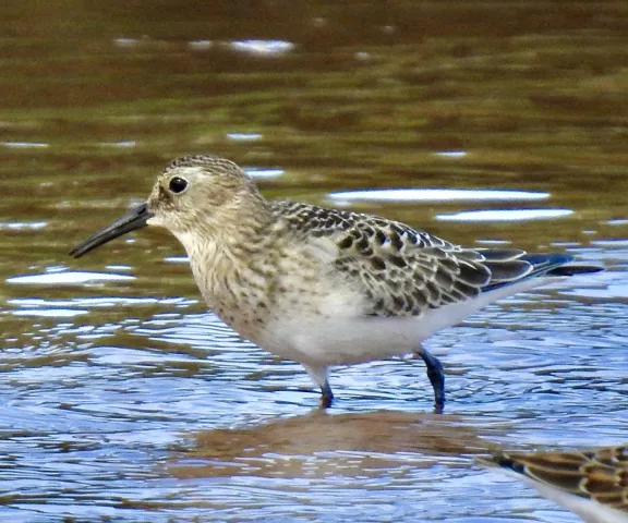 Baird's Sandpiper - Photo by Van Remsen