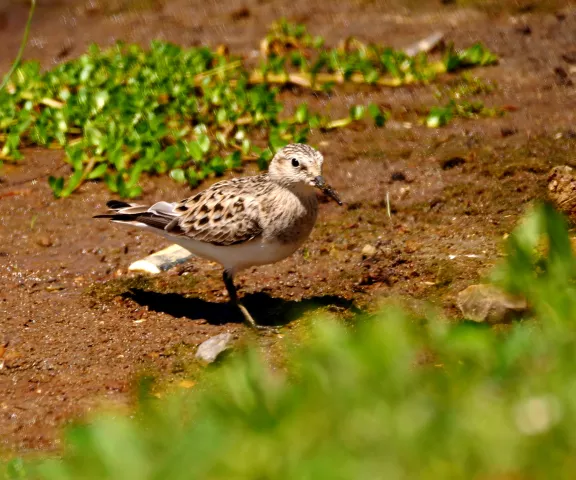 Baird's Sandpiper - Photo by Jane Patterson