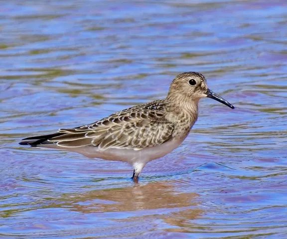 Baird's Sandpiper - Photo by Van Remsen