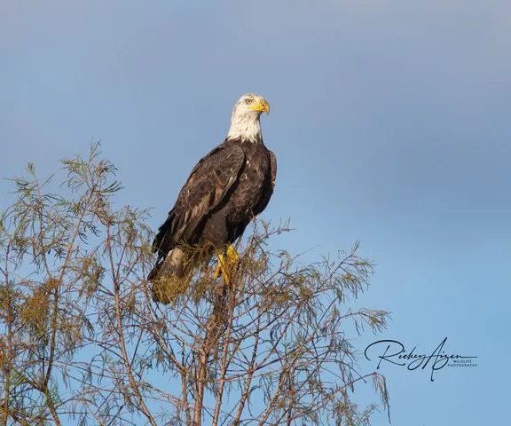 Bald Eagle - Photo by Rickey Aizen