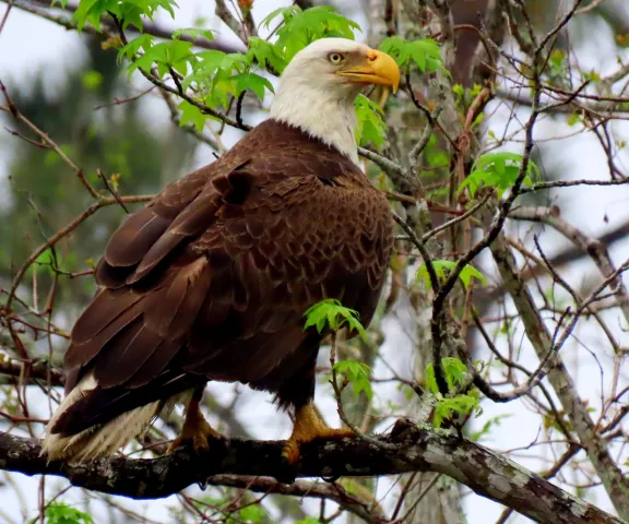 Bald Eagle - Photo by Vicki Sensat