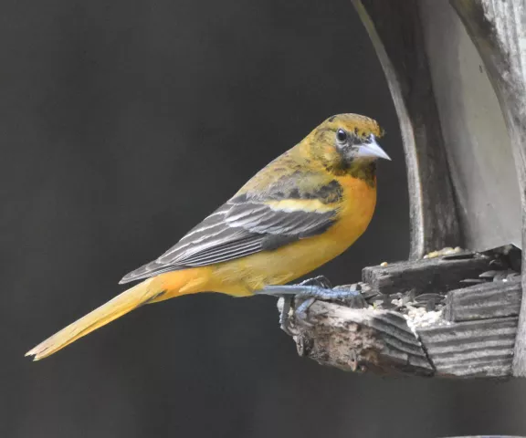 Baltimore Oriole - Photo by Erik Johnson