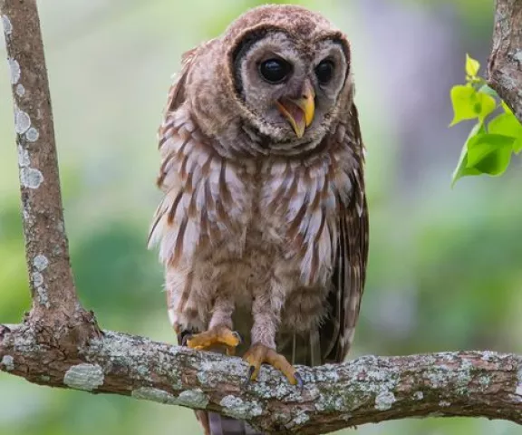 Barred Owl - Photo by Rickey Aizen