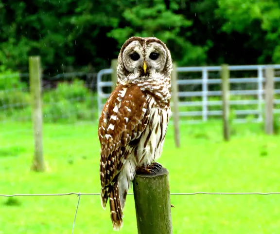 Barred Owl - Photo by Vicki Sensat