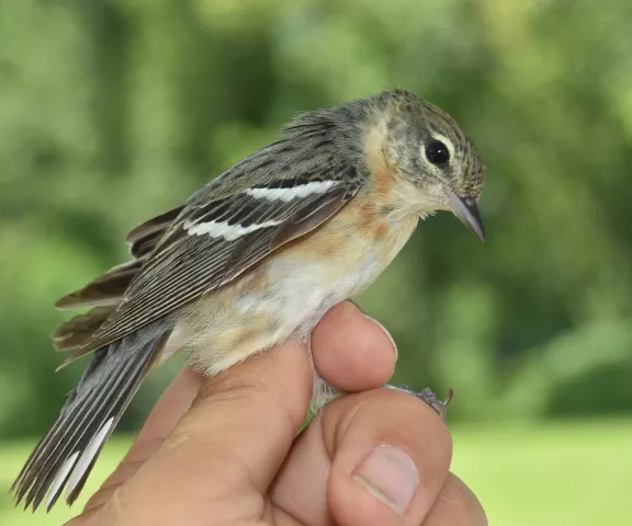 Bay-breasted Warbler - Photo by Erik Johnson