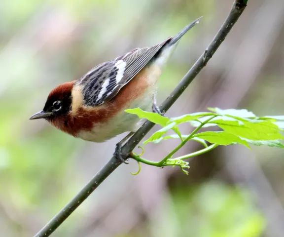 Bay-breasted Warbler - Photo by Jane Patterson