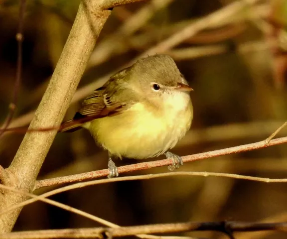 Bell's Vireo - Photo by Van Remsen