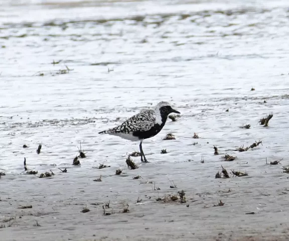 Black-bellied Plover - Photo by Ruth Cronan