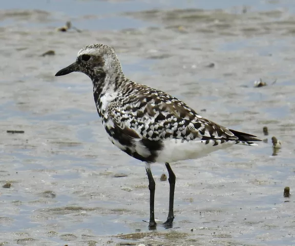 Black-bellied Plover - Photo by Van Remsen