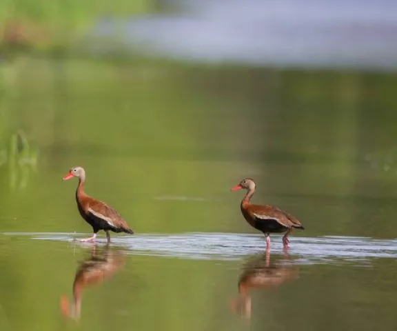 Black-bellied Whistling-Duck - Photo by Rickey Aizen