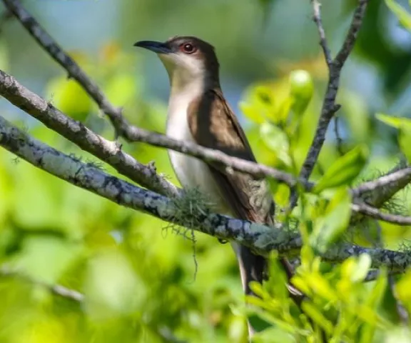 Black-billed Cuckoo - Photo by Brad Price