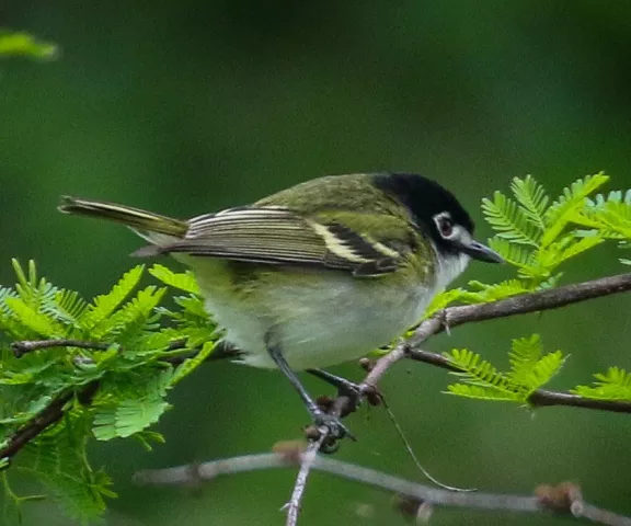 Black-capped Vireo - Photo by Brad Price