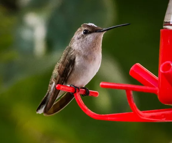 Black-chinned Hummingbird - Photo by Brad Price