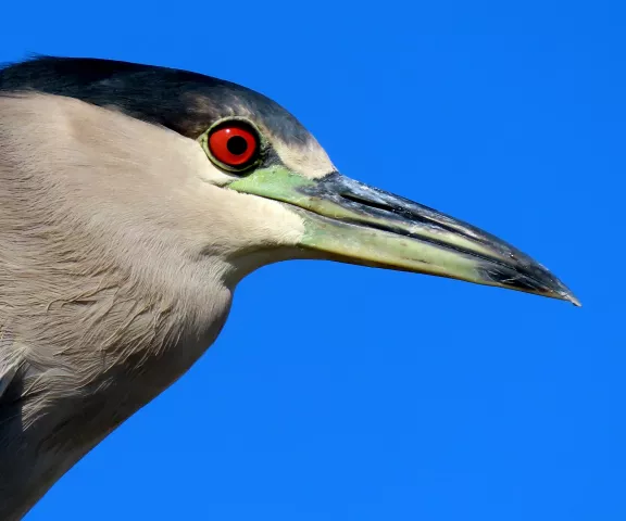 Black-crowned Night-Heron - Photo by Vicki Sensat