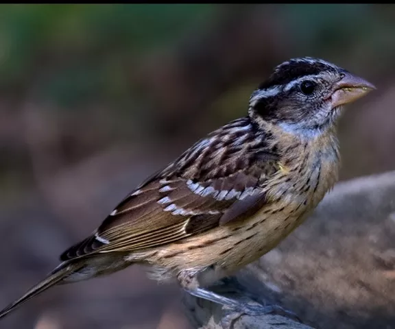 Black-headed Grosbeak (female) - Photo by Tom Finnie