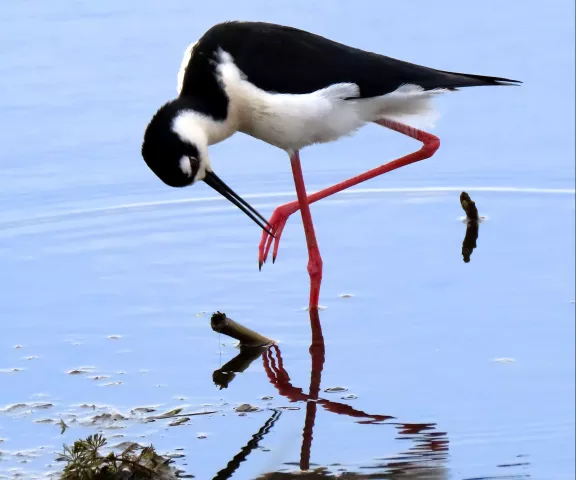 Black-necked Stilt - Photo by Vicki Sensat