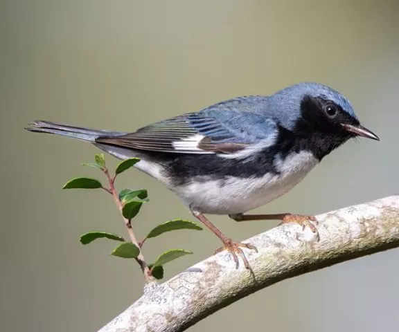 Black-throated Blue Warbler - Photo by Rickey Aizen