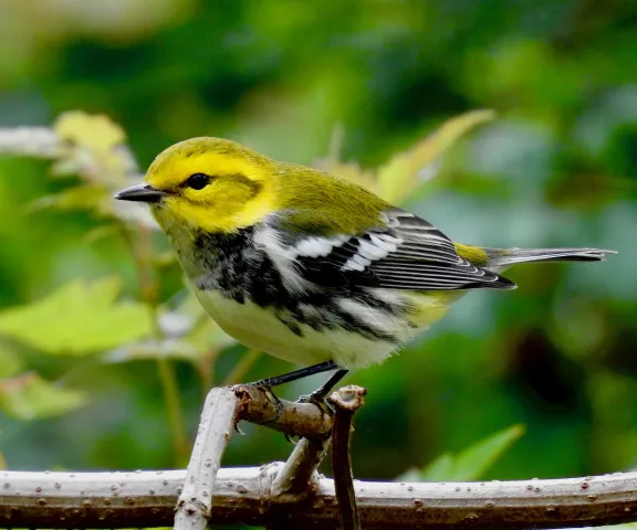 Black-throated Green Warbler - Photo by Van Remsen