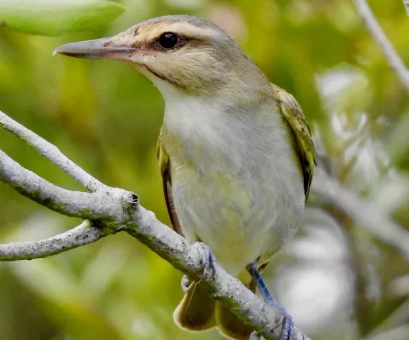 Black-whiskered Vireo - Photo by Van Remsen