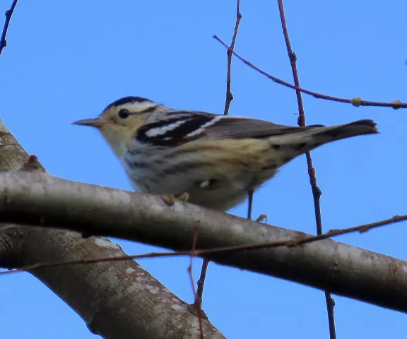 Black and White Warbler (female) - Photo by Vicki Sensat