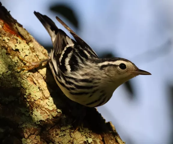 Black and White Warbler - Photo by Nancy Newport Ellington