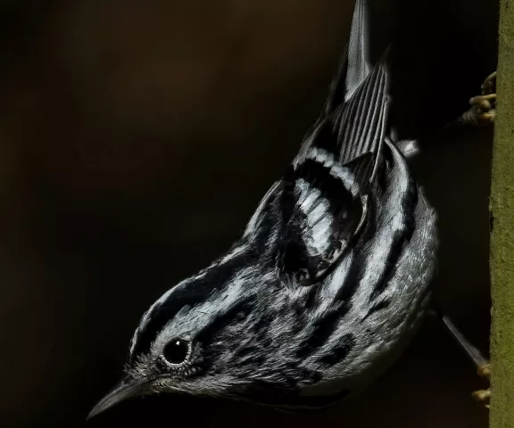 Black and White Warbler - Photo by Tom Finnie