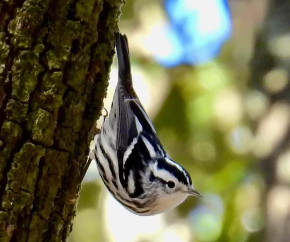 Black and White Warbler - Photo by Van Remsen