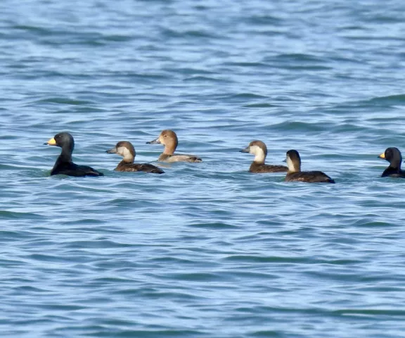 Black Scoter -many - Photo by Van Remsen