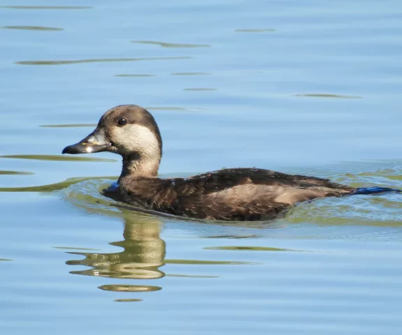 Black Scoter - Photo by Van Remsen